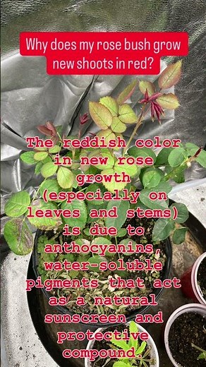 Why does rose bushes grow in new shoot that are Red?