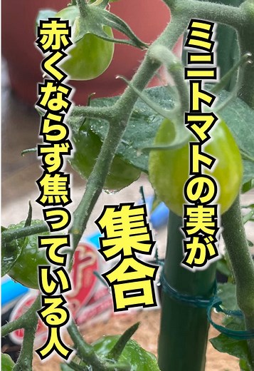 ミニトマトが赤くならない原因と対策