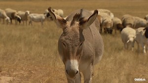 You've heard of guard dogs... but what about guard donkeys? | 9NEWS (KUSA)
