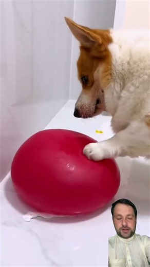 #cute puppy dog #different # balloon popping ￼