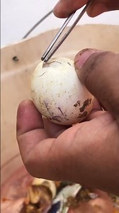 Failed hatching 🐣