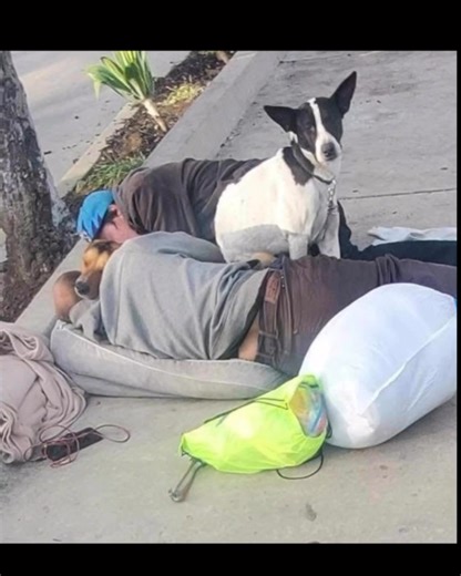 We have some wonderful news to share with all ! Bucky a former Redlands Animal Shelter dog and a part of our Crystal Project Board and Training Program has been adopted! Bucky's Journey has been nothing short of incredible ! Approximately 279 days ago , Bucky was living on the streets with another dog (shelter named him Steve) . A homeless gentleman was trying his best to help both of these boys . A few compassionate people in a nearby neighborhood also stepped in and began helping supplying foo