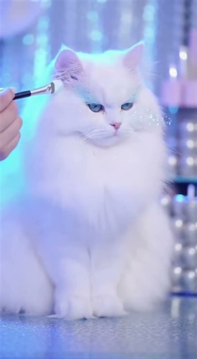 Princess Elsa Makeup… on a CAT ❄️🐱✨ | Cat Princess Series #1