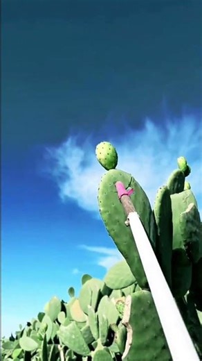 Carefully Harvesting Ripe and Colorful Prickly Pears from the Cactus Using a Long Pole