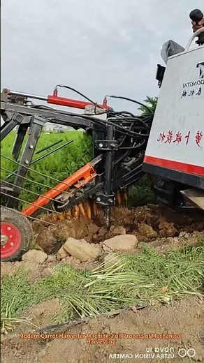 Modern Carrot Harvester Machine: Full Process of Mechanical Harvesting