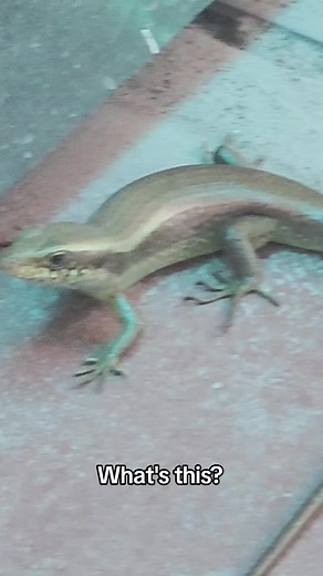 Lizard or Snake? Discover the Truth!