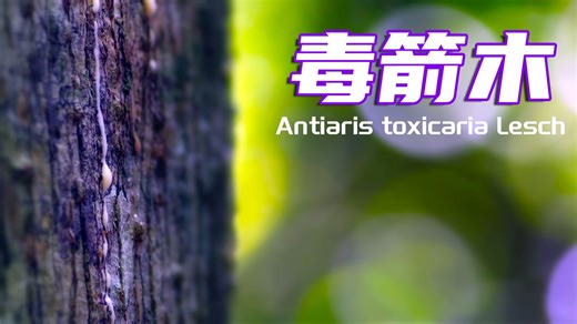 箭毒木的悲惨命运，灰椋鸟无心之失，见血封喉树自陷毒网