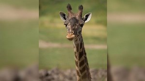 Mom, Baby Giraffe Both Die After Birth Complications At Columbus Zoo