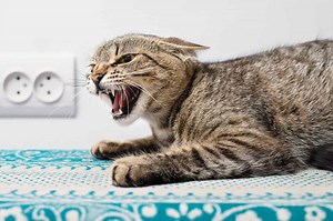 Rabies in Cats: 9 Signs to Look For and Next Steps to Take