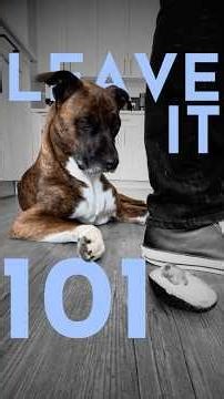 How to teach ANY dog the leave it command. (SO IT ACTUALLY WORKS!) #dogtraining #puppytraining