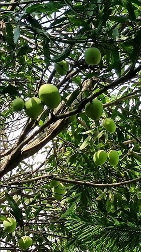 PHILIPPINE MANGO 🌳🌳🌳 BACKYARD FRUIT BEARING TREE 🥭🥭🥭