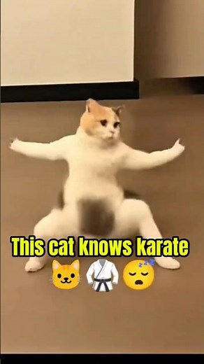 This Cat Knows Karate… Until Nap Time 😂🐱🥋