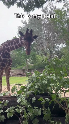 Giraffe Eating Leaves: A Fascinating Feeding Behavior Explained