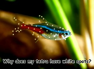 Why Does My Tetra Have White Spots? [Hidden Truth]