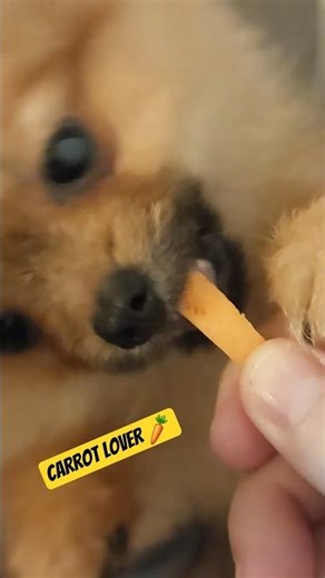 You must see Baby Pomeranian puppy with his 🥕 carrot 🥕 #pomeranian #puppy #carrott #foryou #love