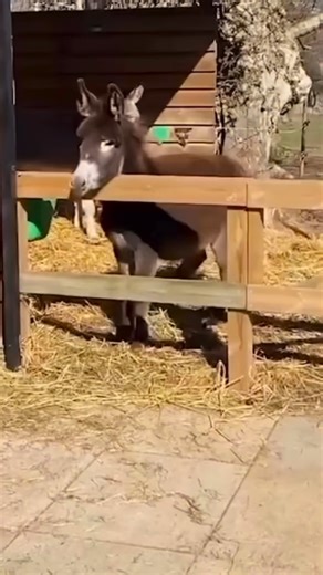 Moika Team oficial on Instagram: "Não queria deixar vocês tristes , mas…"