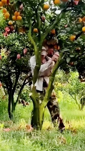 cool technique for cutting down a ripe orange tree #shorts