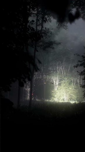 [8K60FPS] Epic Realism: European Birch Forest! | Unreal Engine 5