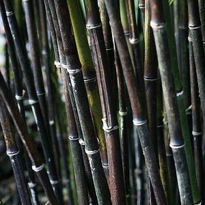 Black Bamboo