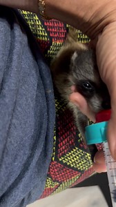26K views · 2.7K reactions | Baby raccoon Audi update | Little Bit Wildlife Rescue | Facebook