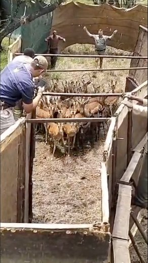 13M views · 120K reactions | Nice herd of Impala today #tandalagamecapture #officeinthesky #impala | Tandala Game Capture | Facebook