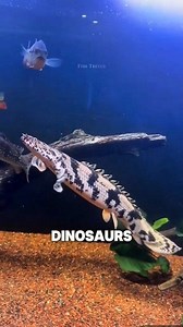 This fish has survived for over 100 million years. 🦖 #fishthings #aquarium #monsterfish | Fish Things