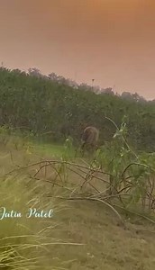 116K views · 10K reactions | Bloodline of Jai famous tiger from Umred. His son Bittu . | The Jungle - Safari & Stay | Facebook