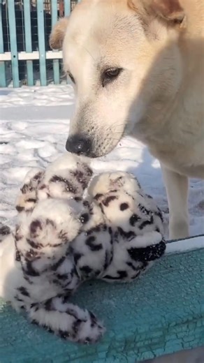 Dog meat trade survivors / Yulin survivors , Shelter clips on a clear cold day in Northern China . 2026 is here and another year working extra hard getting each dog into their forever loving home. #adotption #shelterdog #chinadog #rescuedog | Paws Of China