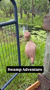 10K views · 1.6K reactions | A drizzly day is a perfect day for a lil swamp adventure! The capy creek gives the girls a nice variety of places to swim, as well as a variety of aquatic vegetation to browse on! #capybaras #capybarasofinstagram #capybaralove #animals | Dark Wings Wildlife & Education | Facebook
