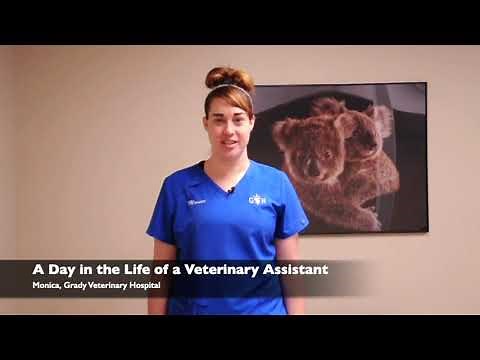 A Day in the Life of a Veterinary Assistant