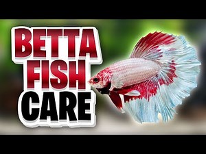 Betta Fish Care Guide: Everything You Need to Know Before Getting One!