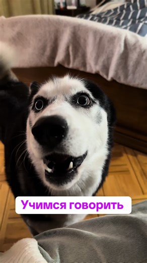Подписывайтесь, чтобы каждый день видеть смешные ролики с хаски Локи 🐶 #husky #huskiesoftiktok