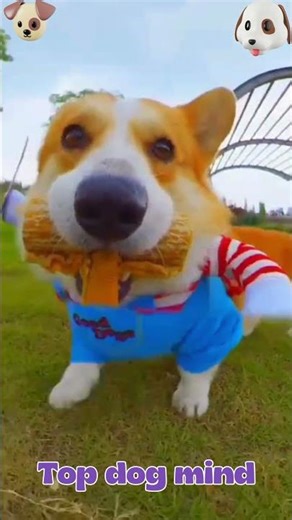 #DogBreeds #USADogs #DogLovers #Top10Dogs #AmericanDogs #PetDogs #DogVideos