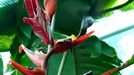 42K views · 1.1K reactions | Watch as a female green hermit...