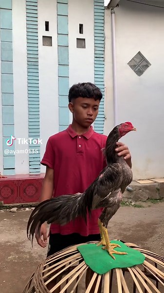 Komplikasi Video Ayam Bangkok di Indonesia