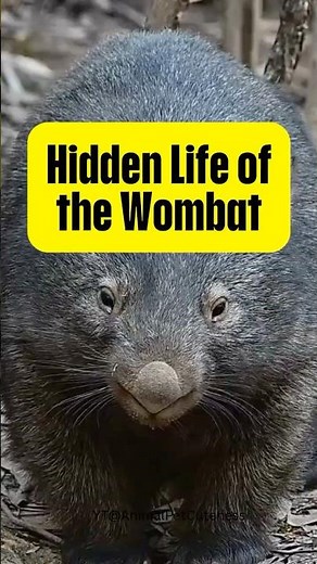 "Hidden Life of the Wombat" #wombat #facts #shorts