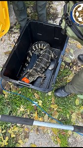 Depew man arrested after deputies find drugs — and an alligator