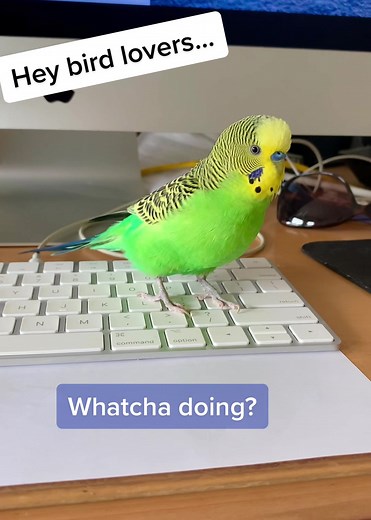 Tattoo the talking parakeet 🦜 #talkingparakeet #talkingbudgie #parakeet #budgies #petsoftiktok #talkingbird