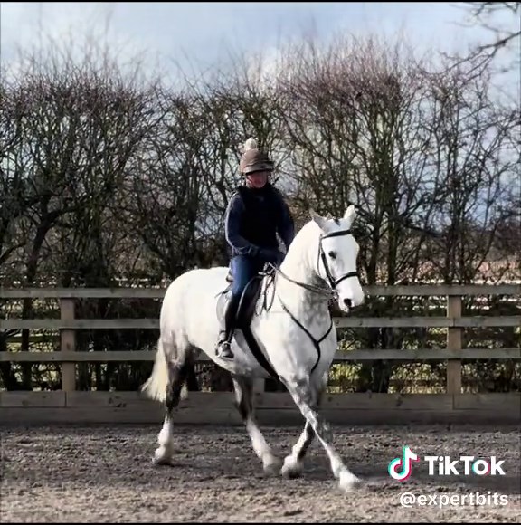 The lovely felicity who we bitted in the Expert Ti Pelham today #expertbits #irishdraught #horsebit