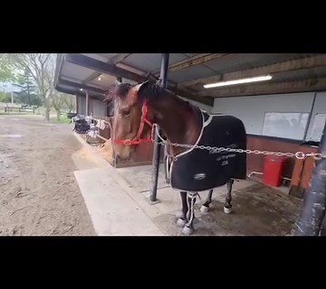 Just another day at Diamond Racing Stables 💎 | Harness Racing Unhinged