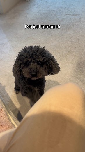 Daisy: A Day in the Life at 15