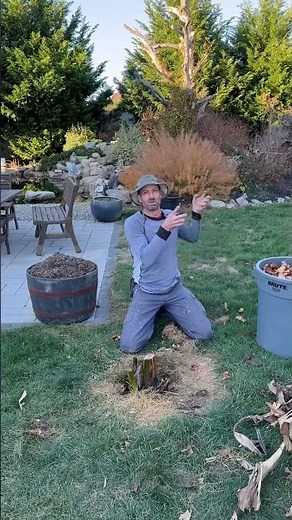 Preparing your Hardy Banana (Musa Basjoo) for the Winter