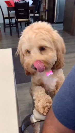 I’m not crying, you are 😢 #puppy #cutepuppy #doggo #dogchallenge | Luna Cackapoos