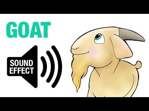 Goat Sound Effect - Bah