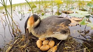 Great Crested Grebe (凤头䴙䴘,Podiceps cristatus) couple is hatching eggs, in Hubei province. Males and females are not externally distinguishable. ❤哪儿有 ❤❤❤ #Wildlife #birds #travel #Nature #Peace #China #beauty #beautiful #love | Lin hillside