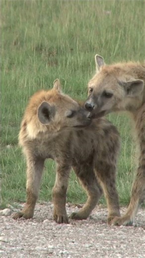 Are hyena dogs? #wildlife #animalfacts #nature