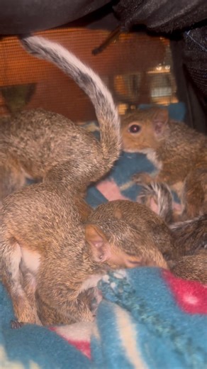 12K views · 1.5K reactions | Coco and Umberto and crew | Secret Squirrel Wildlife Rehabilitation | Facebook