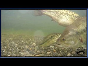 Bass On Bed. Spawning Bass. Awesome Underwater Footage