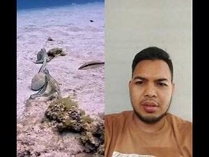 Epic Octopus Battle Underwater! 🐙💥