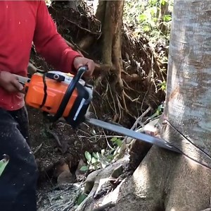 54K views · 532 reactions | The best skill man cutting tree | Making Video | Facebook
